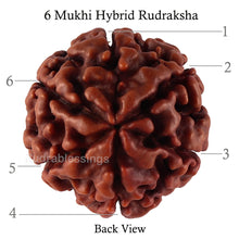 Load image into Gallery viewer, 6 Mukhi Hybrid Rudraksha - Bead No. 39