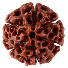 Load image into Gallery viewer, 6 Mukhi Hybrid Rudraksha - Bead No. 40