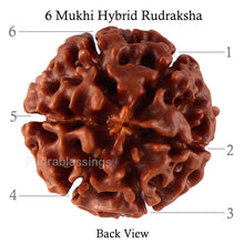 Load image into Gallery viewer, 6 Mukhi Hybrid Rudraksha - Bead No. 40