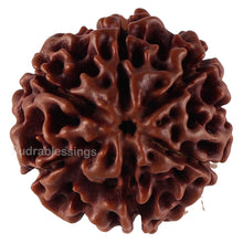 Load image into Gallery viewer, 6 Mukhi Hybrid Rudraksha - Bead No. 41