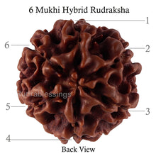 Load image into Gallery viewer, 6 Mukhi Hybrid Rudraksha - Bead No. 41
