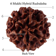Load image into Gallery viewer, 6 Mukhi Hybrid Rudraksha - Bead No. 41