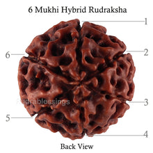 Load image into Gallery viewer, 6 Mukhi Hybrid Rudraksha - Bead No. 42