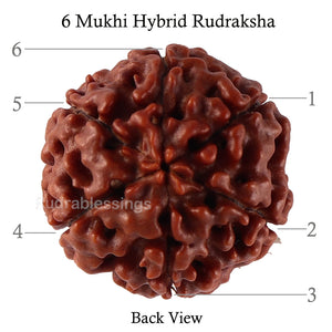 6 Mukhi Hybrid Rudraksha - Bead No. 43