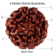 Load image into Gallery viewer, 6 Mukhi Hybrid Rudraksha - Bead No. 44
