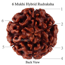 Load image into Gallery viewer, 6 Mukhi Hybrid Rudraksha - Bead No. 44