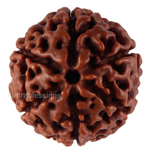 Load image into Gallery viewer, 6 Mukhi Hybrid Rudraksha - Bead No. 45