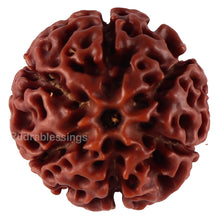 Load image into Gallery viewer, 6 Mukhi Hybrid Rudraksha - Bead No. 46