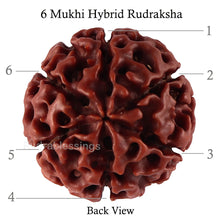 Load image into Gallery viewer, 6 Mukhi Hybrid Rudraksha - Bead No. 46
