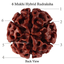 Load image into Gallery viewer, 6 Mukhi Hybrid Rudraksha - Bead No. 46