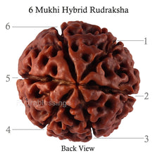Load image into Gallery viewer, 6 Mukhi Hybrid Rudraksha - Bead No. 47
