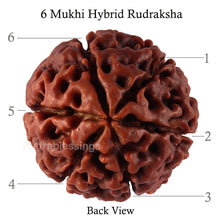 Load image into Gallery viewer, 6 Mukhi Hybrid Rudraksha - Bead No. 47