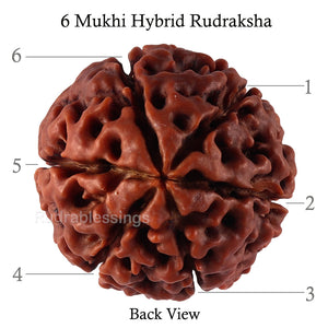 6 Mukhi Hybrid Rudraksha - Bead No. 47