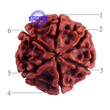 Load image into Gallery viewer, 6 Mukhi Rudraksha from Nepal - Bead No. 51