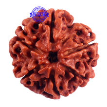 Load image into Gallery viewer, 6 Mukhi Rudraksha from Nepal - Bead No. 52