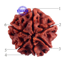Load image into Gallery viewer, 6 Mukhi Rudraksha from Nepal - Bead No. 53