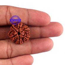 Load image into Gallery viewer, 6 Mukhi Rudraksha from Nepal - Bead No. 54
