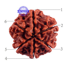 Load image into Gallery viewer, 6 Mukhi Rudraksha from Nepal - Bead No. 54