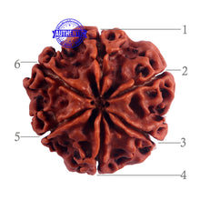 Load image into Gallery viewer, 6 Mukhi Rudraksha from Nepal - Bead No. 42