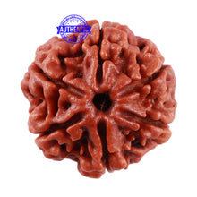 Load image into Gallery viewer, 6 Mukhi Rudraksha from Nepal - Bead No. 28