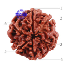 Load image into Gallery viewer, 6 Mukhi Rudraksha from Nepal - Bead No. 28