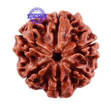 Load image into Gallery viewer, 6 Mukhi Rudraksha from Nepal - Bead No. 26