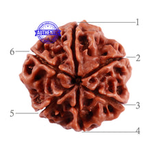 Load image into Gallery viewer, 6 Mukhi Rudraksha from Nepal - Bead No. 26