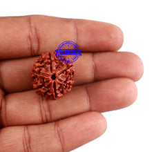 Load image into Gallery viewer, 6 Mukhi Rudraksha from Nepal - Bead No. 29