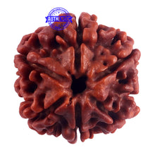 Load image into Gallery viewer, 6 Mukhi Rudraksha from Nepal - Bead No. 43