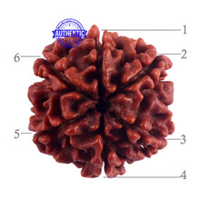 Load image into Gallery viewer, 6 Mukhi Rudraksha from Nepal - Bead No. 43