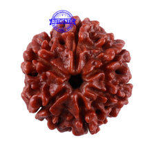 Load image into Gallery viewer, 6 Mukhi Rudraksha from Nepal - Bead No. 31
