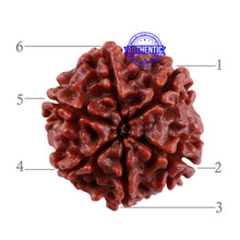 Load image into Gallery viewer, 6 Mukhi Rudraksha from Nepal - Bead No. 31