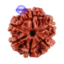 Load image into Gallery viewer, 6 Mukhi Rudraksha from Nepal - Bead No. 33