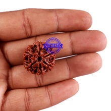 Load image into Gallery viewer, 6 Mukhi Rudraksha from Nepal - Bead No. 34