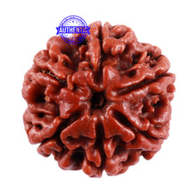 Load image into Gallery viewer, 6 Mukhi Rudraksha from Nepal - Bead No. 34