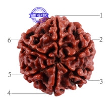 Load image into Gallery viewer, 6 Mukhi Rudraksha from Nepal - Bead No. 34