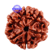 Load image into Gallery viewer, 6 Mukhi Rudraksha from Nepal - Bead No. 35