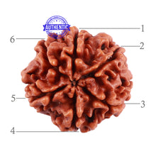 Load image into Gallery viewer, 6 Mukhi Rudraksha from Nepal - Bead No. 35