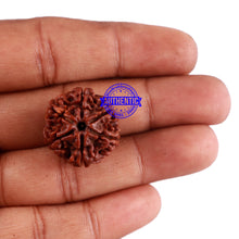 Load image into Gallery viewer, 6 Mukhi Rudraksha from Nepal - Bead No. 36