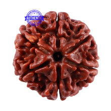 Load image into Gallery viewer, 6 Mukhi Rudraksha from Nepal - Bead No. 36