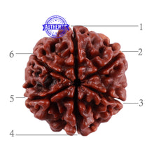 Load image into Gallery viewer, 6 Mukhi Rudraksha from Nepal - Bead No. 36