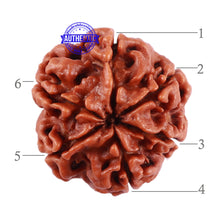 Load image into Gallery viewer, 6 Mukhi Rudraksha from Nepal - Bead No. 37