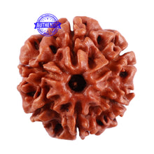 Load image into Gallery viewer, 6 Mukhi Rudraksha from Nepal - Bead No. 38
