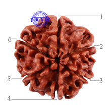 Load image into Gallery viewer, 6 Mukhi Rudraksha from Nepal - Bead No. 38