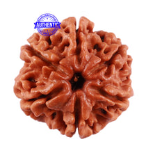 Load image into Gallery viewer, 6 Mukhi Rudraksha from Nepal - Bead No. 39