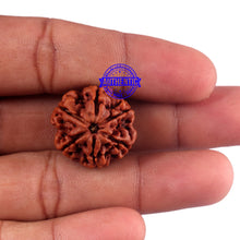 Load image into Gallery viewer, 6 Mukhi Rudraksha from Nepal - Bead No. 44