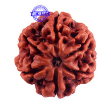 Load image into Gallery viewer, 6 Mukhi Rudraksha from Nepal - Bead No. 44