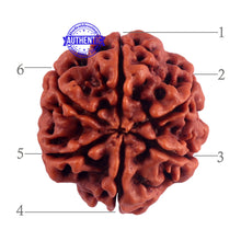 Load image into Gallery viewer, 6 Mukhi Rudraksha from Nepal - Bead No. 44