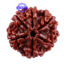 Load image into Gallery viewer, 6 Mukhi Rudraksha from Nepal - Bead No. 40