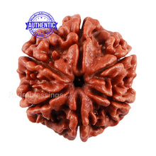 Load image into Gallery viewer, 6 Mukhi Rudraksha from Nepal - Bead No. 5